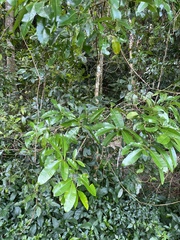 Calophyllum australianum