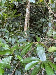 Calophyllum australianum