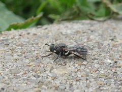 Atomosia melanopogon