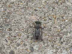 Atomosia melanopogon