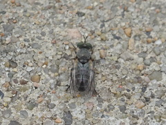 Atomosia melanopogon