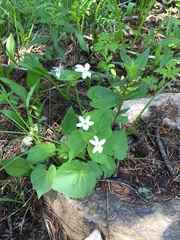 Viola canadensis scopulorum