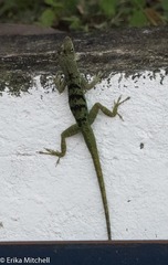 Anolis roquet salinei
