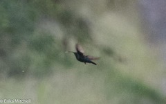 Eulampis holosericeus