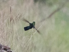 Eulampis holosericeus