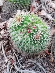 Mammillaria beiselii