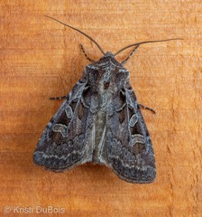 Euxoa divergens