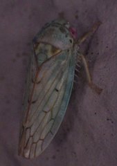 Polana quadrinotata