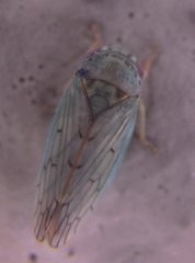 Polana quadrinotata