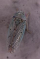Polana quadrinotata