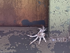 Barylestis saaristoi