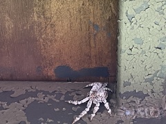 Barylestis saaristoi