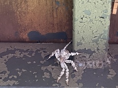 Barylestis saaristoi