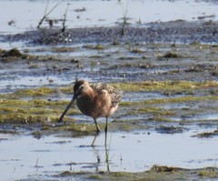 Limnodromus griseus hendersoni