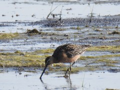 Limnodromus griseus hendersoni