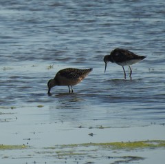 Limnodromus griseus hendersoni