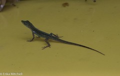 Anolis roquet salinei