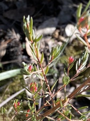 Darwinia biflora