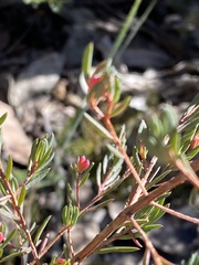 Darwinia biflora