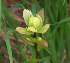 Castilleja septentrionalis