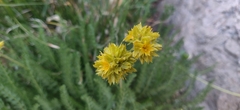 Ivesia gordonii