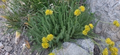Ivesia gordonii