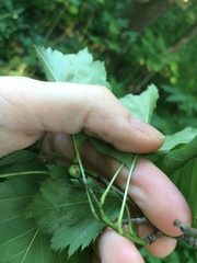 Crataegus flabellata