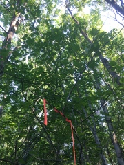 Crataegus flabellata