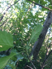 Crataegus flabellata