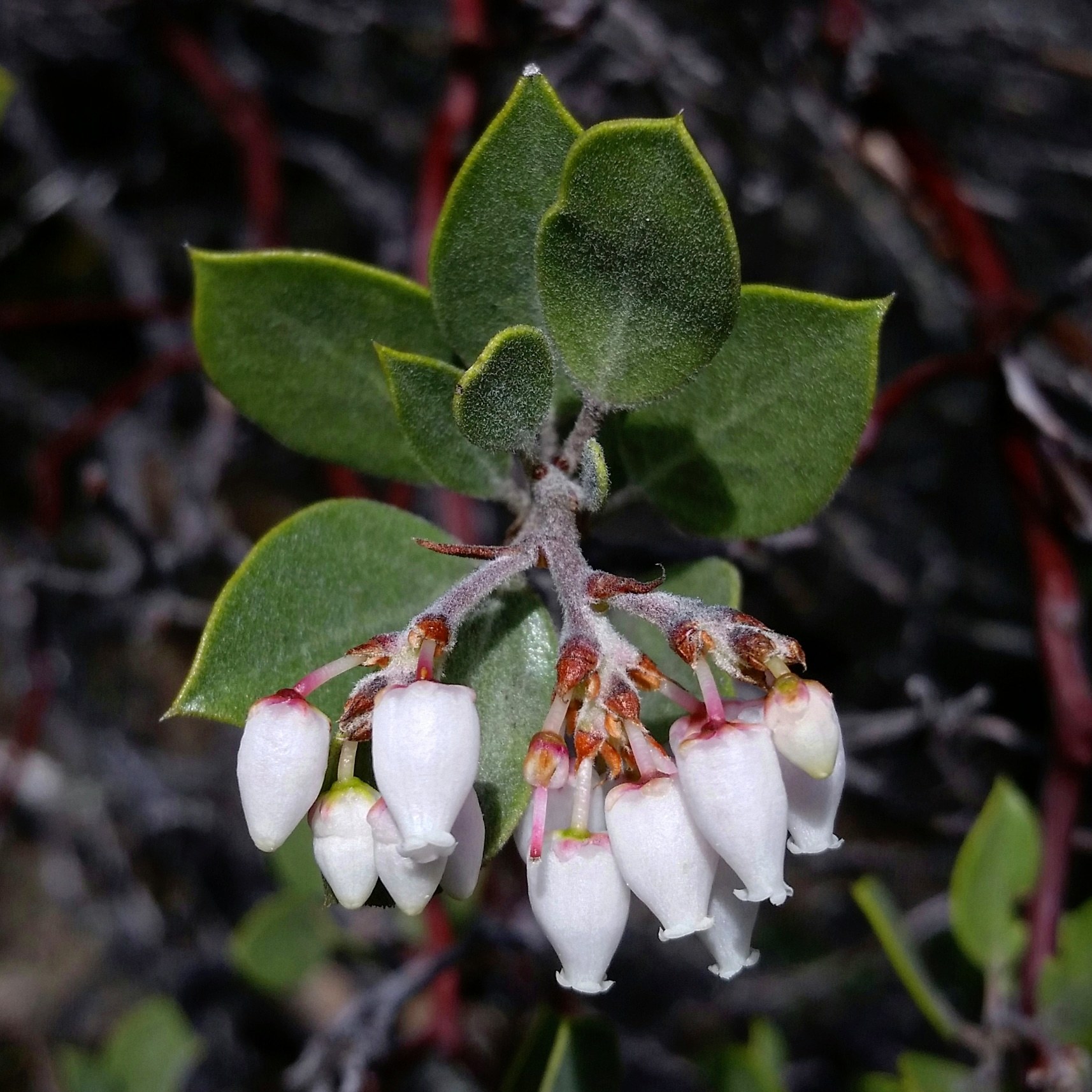 Arctostaphylos montana ssp. montana