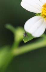 Nanophyinae