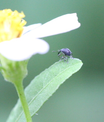 Nanophyinae