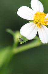 Nanophyinae