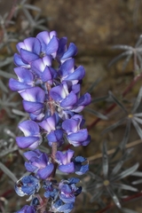 Lupinus argenteus argenteus