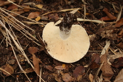 Russula fuegiana