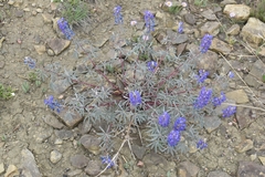 Lupinus argenteus argenteus