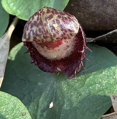 Corybas fimbriatus