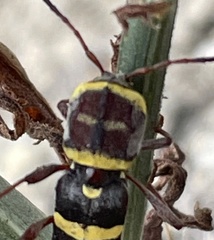 Neoclytus magnus