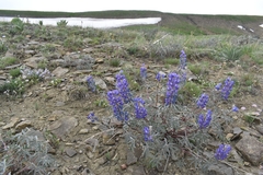 Lupinus argenteus argenteus