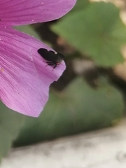 Enchenopa quadricolor