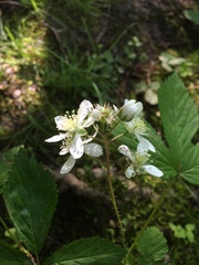 Rubus gulosus (Rubus gulosus)