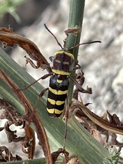 Neoclytus magnus