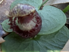 Corybas fimbriatus