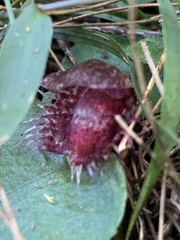 Corybas fimbriatus