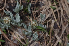 Antennaria lanata