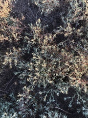 Ceratocarpus arenarius