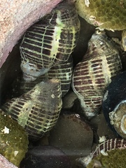 Acanthinucella punctulata