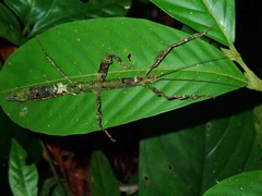 Phenacephorus sepilokensis