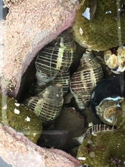 Acanthinucella punctulata