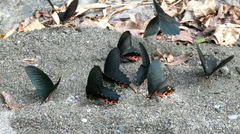Papilio thaiwanus